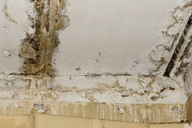 Best HVAC Mold Inspection and Cleaning  in Fussels Corner, FL