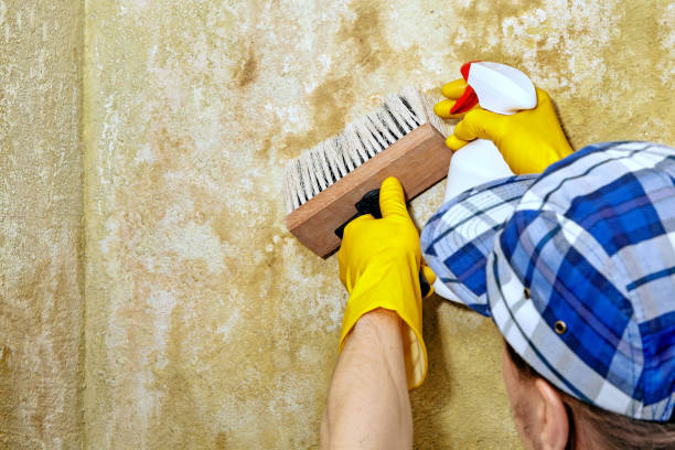 Mold Odor Removal Services in Fussels Corner, FL
