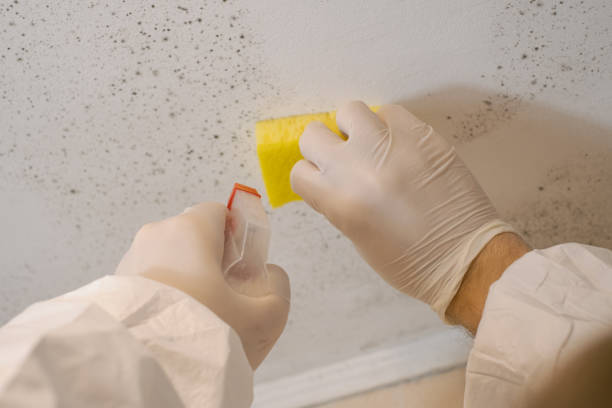 Best Mold Remediation for Healthcare Facilities  in Fussels Corner, FL