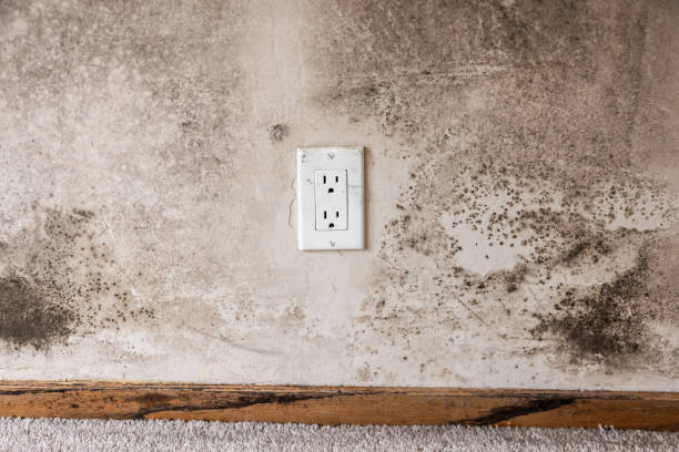 Best Biohazard Mold Removal  in Fussels Corner, FL