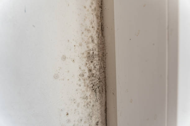 Best Airborne Mold Testing  in Fussels Corner, FL