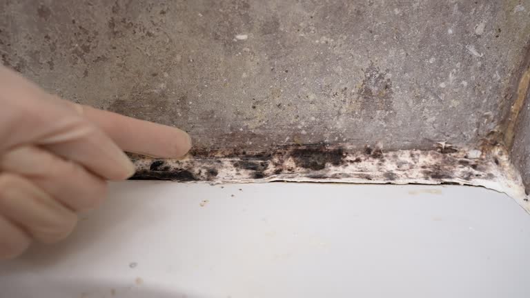 Best Mold Remediation for Rental Properties  in Fussels Corner, FL